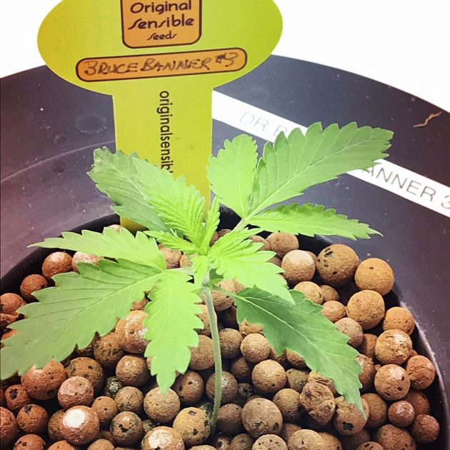 Формирование второго междоузлия