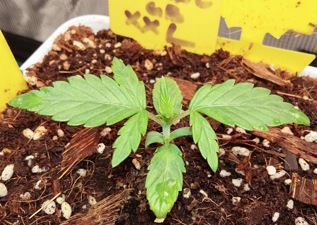 Применение техники топпинг Увеличение размера листьев конопли на 3 неделе выращивания