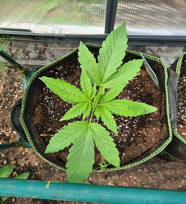 выращивание куста Chemical Bride