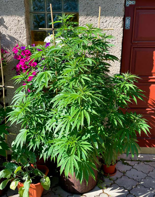 Тренировка растения Bruce Banner #3