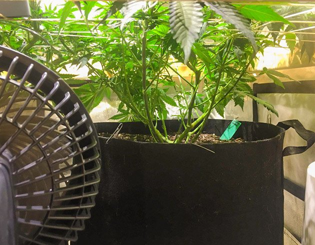 Обрезка листьев конопли