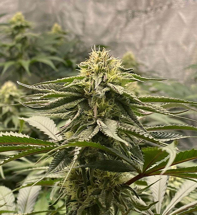 Автополив сорта King's Juice Подключение системы автополива