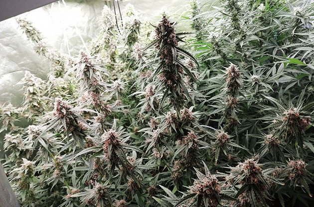 8 неделя выращивания Цветущий куст марихуаны