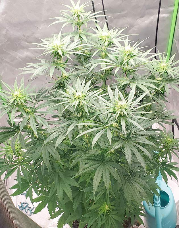 Стимуляция цветения куста Bruce Banner #3 Перевод на цветение куста Bruce Banner #3