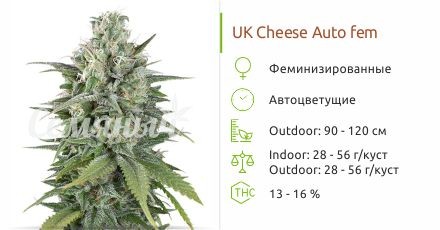 UK Cheese Auto fem (Humboldt Seeds)