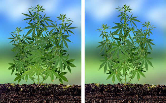 Обрезка нижних веерных листьев конопли До и после метода Schwazzing