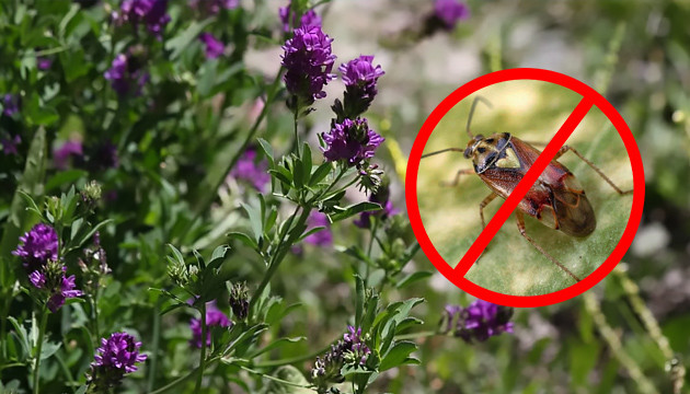 Люцерна отталкивает вредителей и привлекает полезных насеокмых Люцерна привлекает хищных насекомых