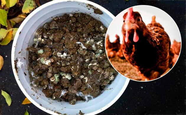 Птичий помет