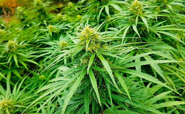 Выращивание куста марихуаны Runtz Muffin Как вырастить сорт конопли Runtz Muffin