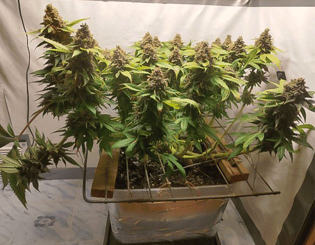 Предхарвест кустов Glue Sherbert Сбор урожай с куста Glue Sherbert