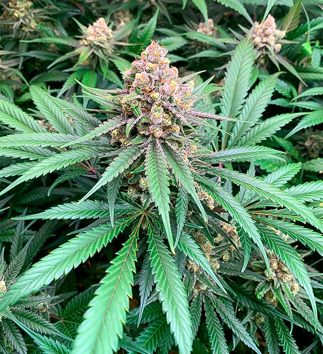 Симптомы светового стресса Куст Gorilla Glue #4 на 16 неделе выращивания