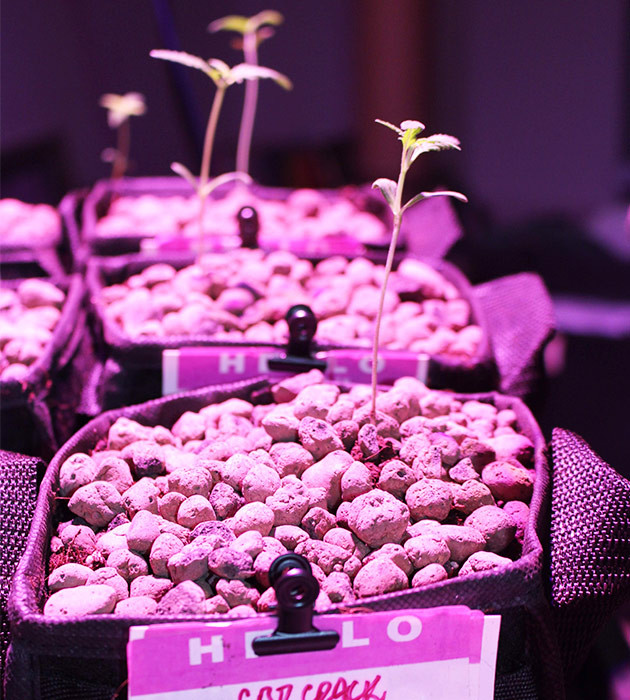 Первая неделя вегетативного роста растишек Росток на тонком стебле