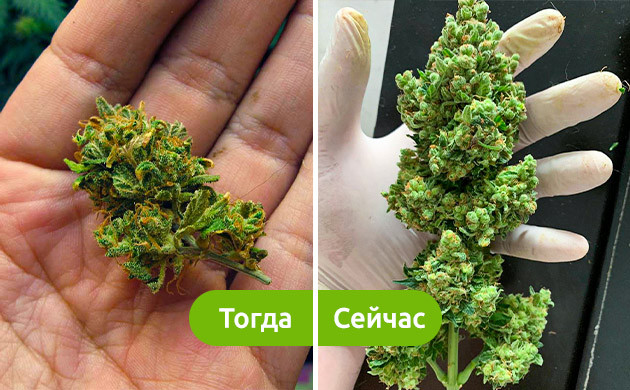 Как изменилась урожайность автоцветов Урожайность первых и нынешних автоцветов