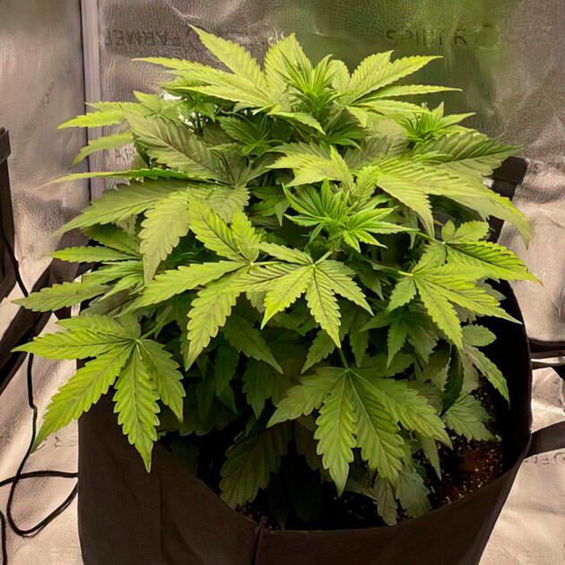 Первая полноценная подкормка на стадии вегетации Марихуана ростом 35 см