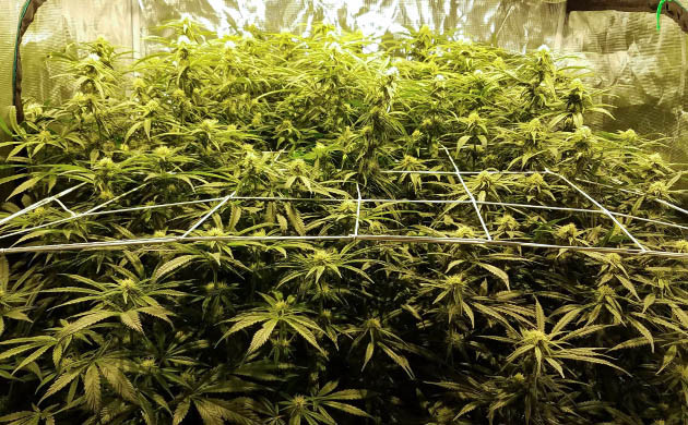 Сорт марихуаны LSD на цветении Цветение кустов нонопли LSD от сидбанка СЧ