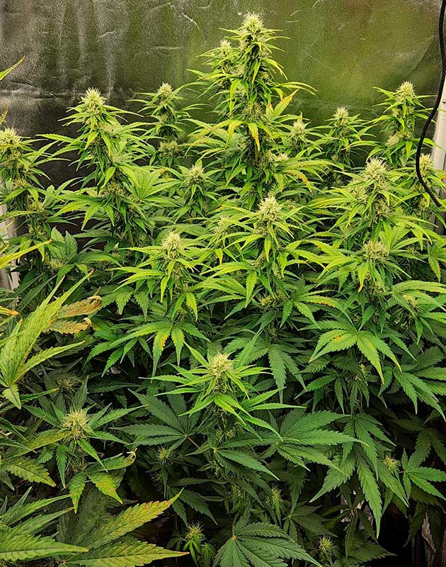 Проблемы с дефицитом и их решение Дефолиация и устранение дефицита у Gorilla Punch Auto