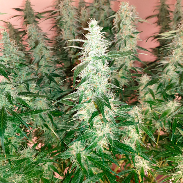 Шишки с оранжевыми волосками