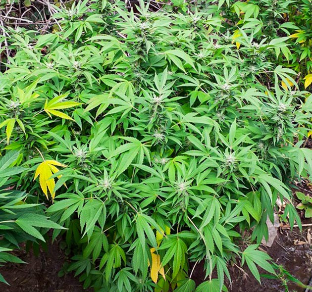 Появление цитрусового аромата у куста Golosa Увеличение размеров соцветий