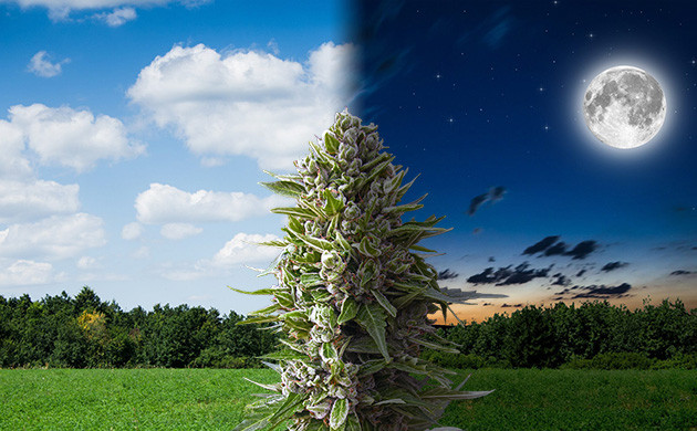 Циклы конопли в природе Биология циклов конопли