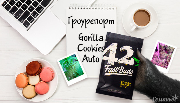 Гроурепорт сорта марихуаны Gorilla Cookies Auto