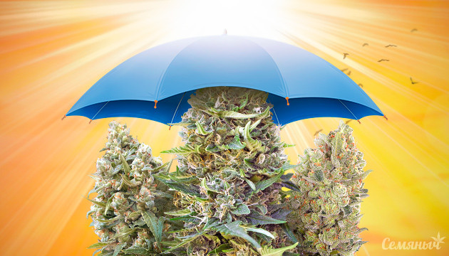 Как помочь конопле пережить жаркую погоду