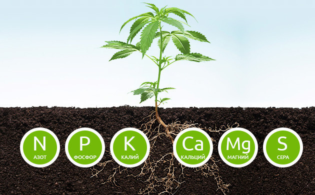 Макроэлементы для питания конопли Вторичные питательные вещества для конопли
