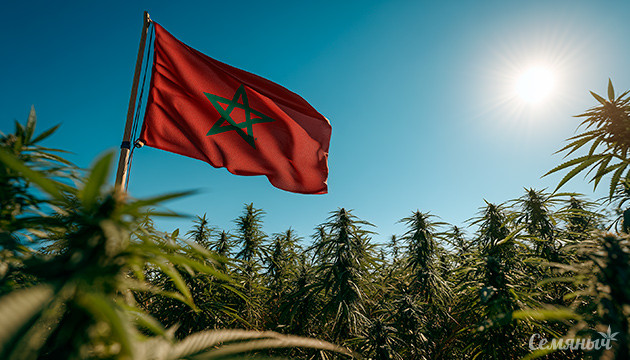 Марокко увеличило производство легальной конопли