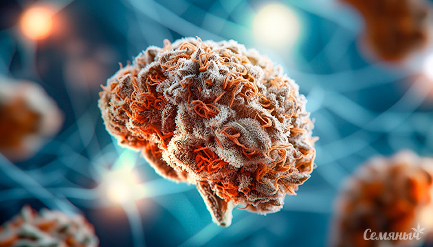 Какое воздействие оказывает конопля на память Марихуана и память