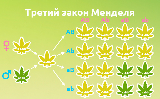 Как третий закон Менделя влияет на селекцию конопли Закон независимого наследования