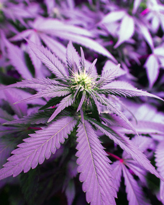 Формирование соцветий на 5 неделе выращивания Соцветие White Widow