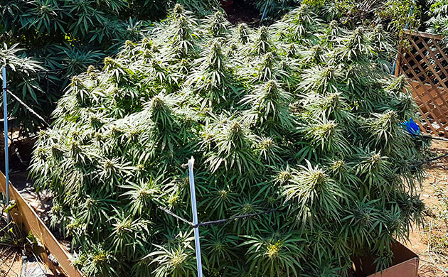 Сбор урожай с куста Runtz Muffin Предхарвест кустов Runtz Muffin