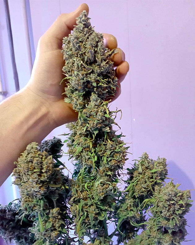 Куст White Widow Auto от FastBuds на последней неделе