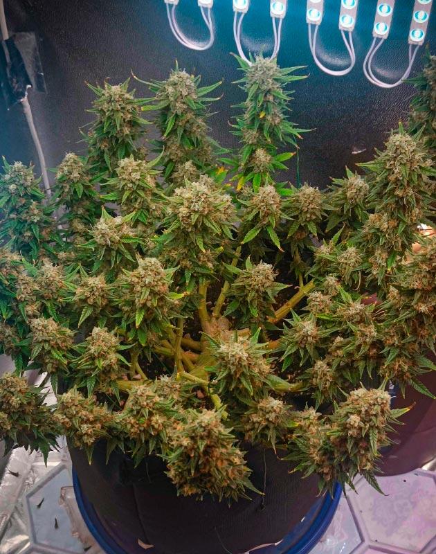 14 неделя сорта Crystal WW Autoflower от Easy Grow Seeds
