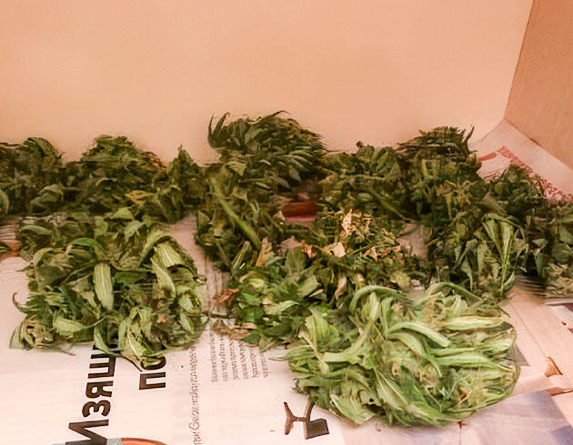 Харвест Kali Mist Auto