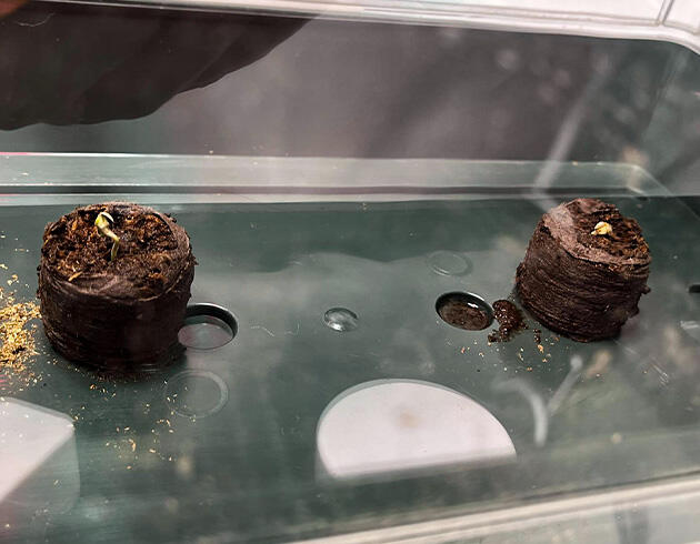 Корешки сорта Nuggz R1