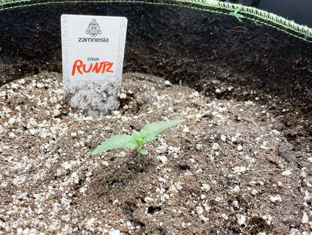 Начало выращивания конопли Runtz Auto Проращивание семян Runtz Auto