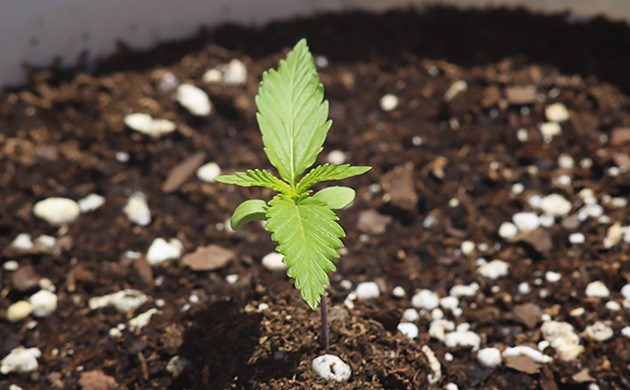 Ростки конопли в аутдоре Формирование второго этажа листьев