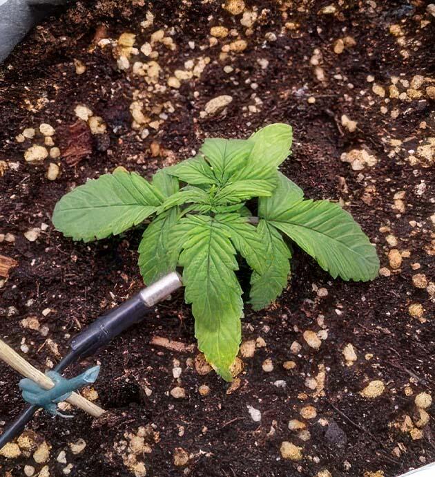 Растишка +Speed Auto на 3 неделе выращивания