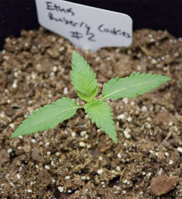 Росток сорта Booberry Cookies RBX