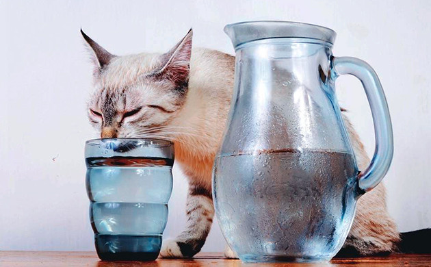 Доступ питомца к воде Кот пьющий воду