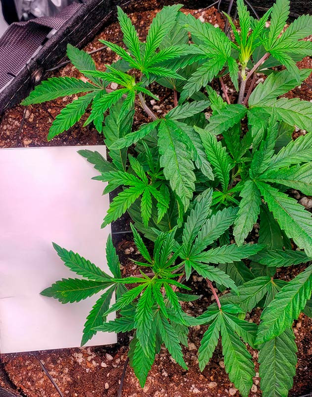 Метод LST Пересадка конопли в гроубэг