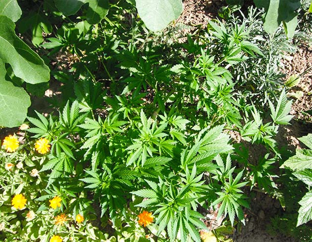 Куст конопли невысокого роста
