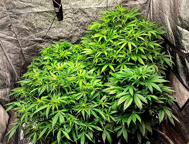 Подготовка куста Auto Cinderella Jack к цветению