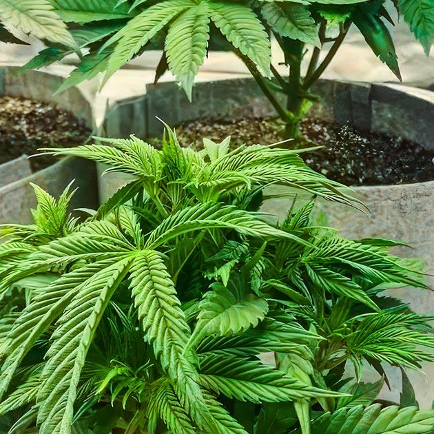 Кусты Sticky Sherbert GG на 6 неделе развития