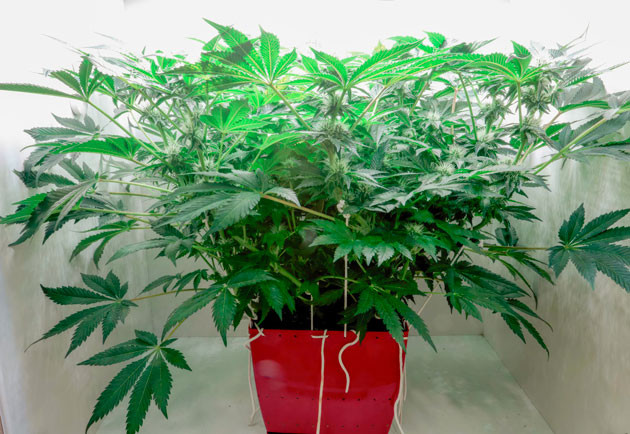 Girl Scout Cookies ростом 40 см