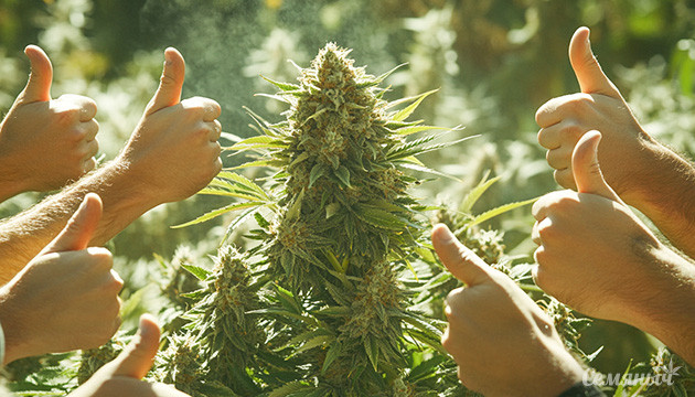 Каннабис: универсальный источник релакса Положительные и отрицательные стороны каннабиса