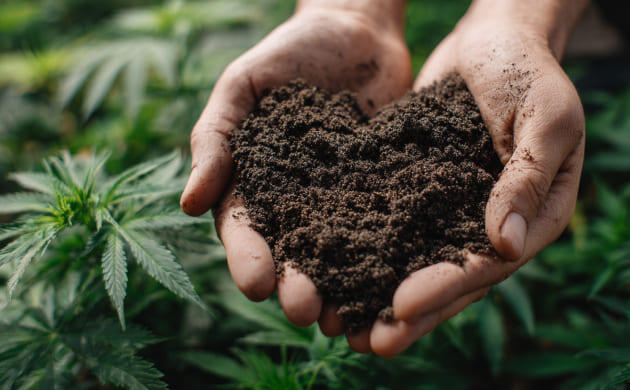 Разрыхление и оздоровление грунта с помощью конопли Конопля улучшает структуру почвы и насыщает её влагой