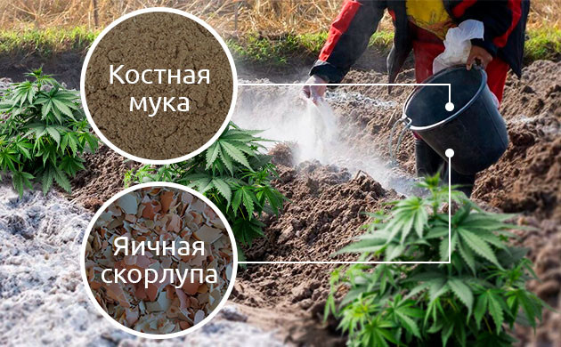 Недостаток кальция в ауте Дефицит кальция в аутдоре