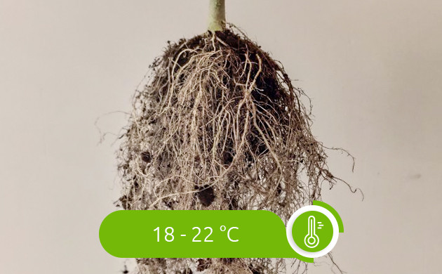 Оптимальное значение температуры для корней Температура для корней 18 - 22 градуса