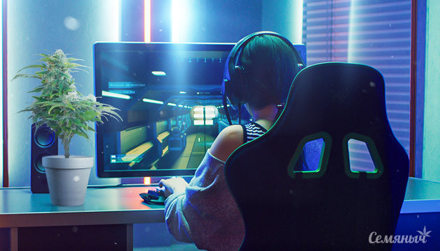 Сорта конопли для компьютерных игр Компьютерные игры и конопли